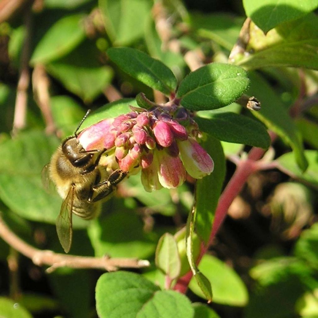 Schneebeere - Symphoricarpos chenaultii