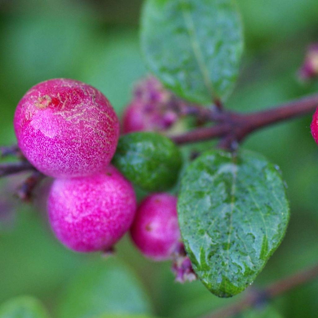 Schneebeere Hancock - Symphoricarpos chenaultii