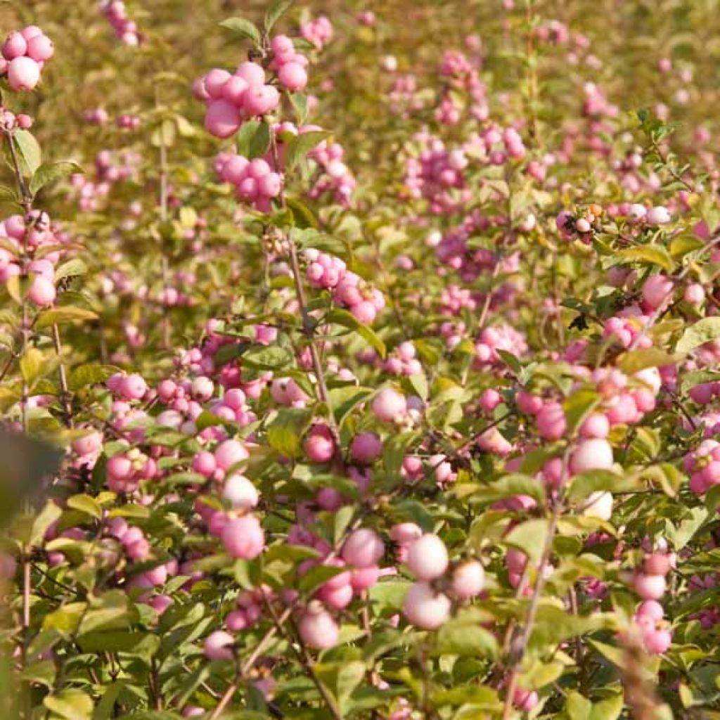 Symphorine, Symphoricarpos doorenbosii Amethyst