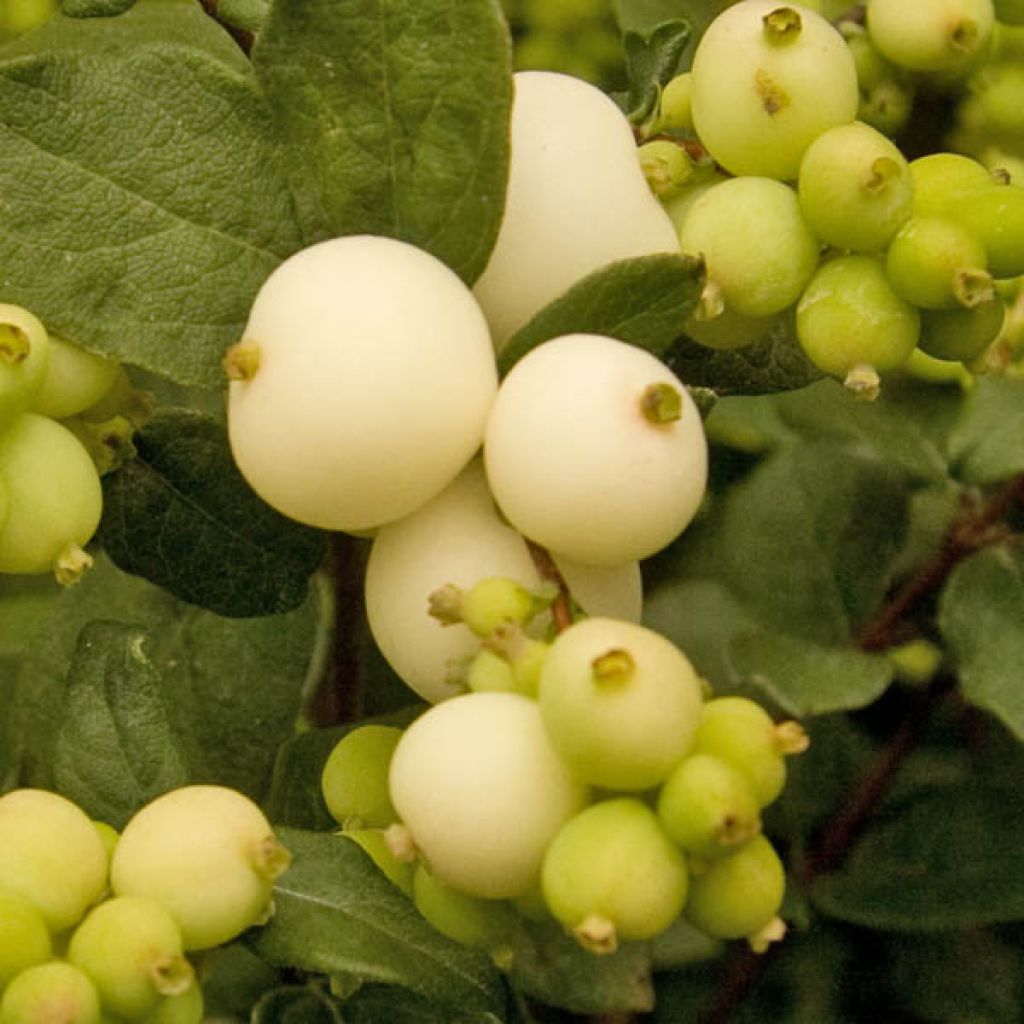 Schneebeere White Hedge - Symphoricarpos