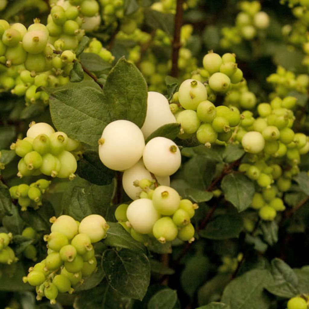 Schneebeere White Hedge - Symphoricarpos