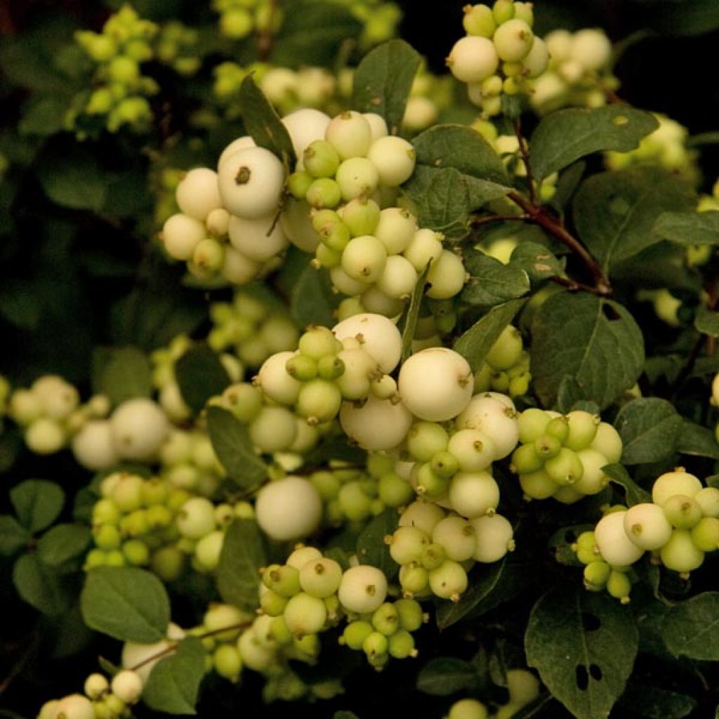 Schneebeere White Hedge - Symphoricarpos