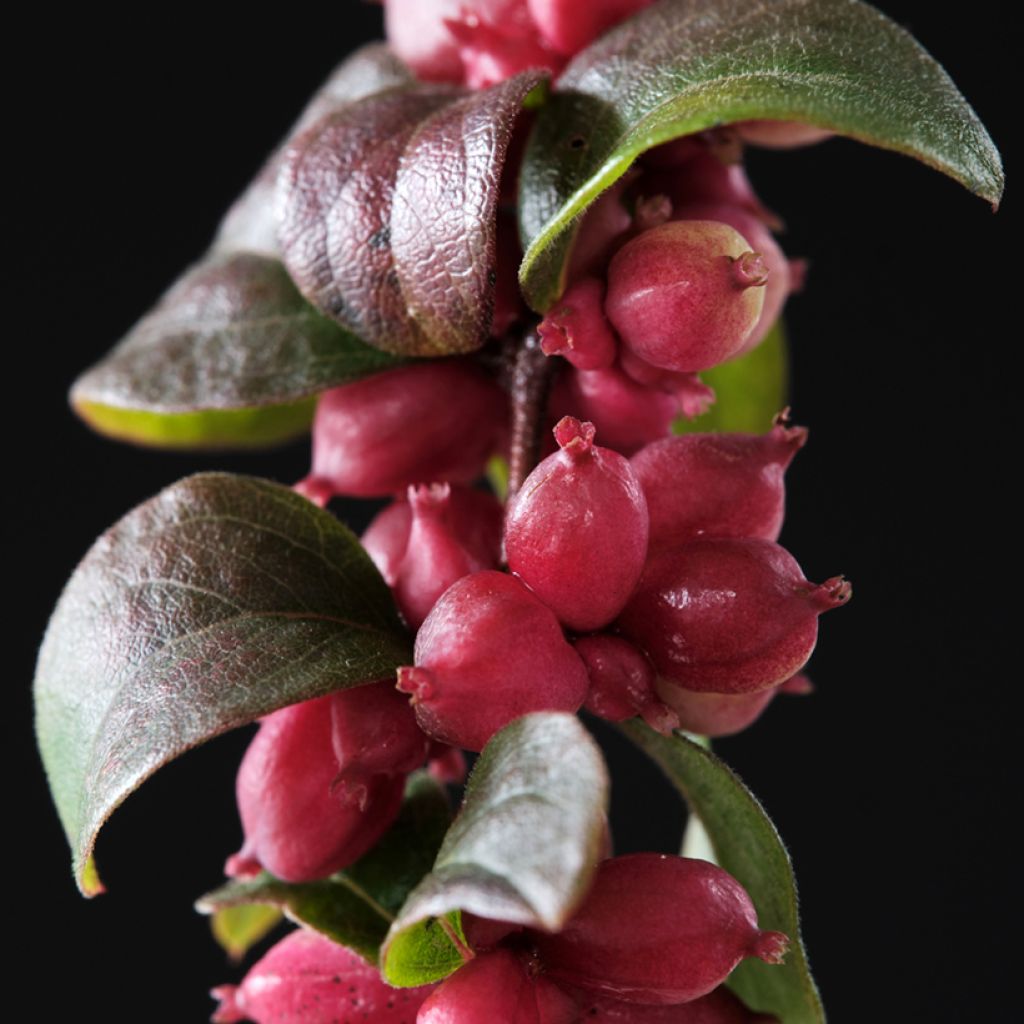 Amethystbeere Magical Berry Christmas - Symphoricarpos