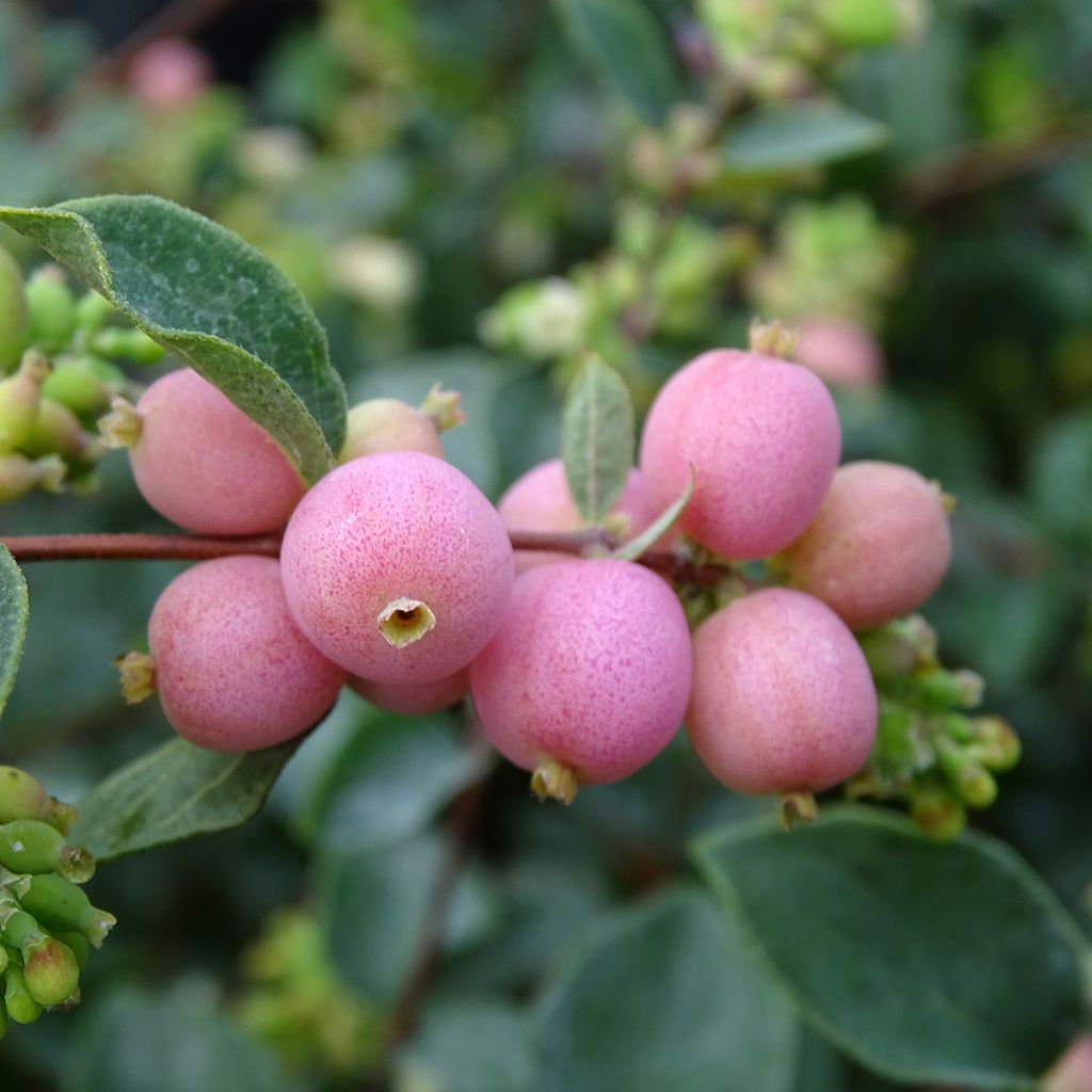 Symphorine - Symphoricarpos doorenbosii Amethyst