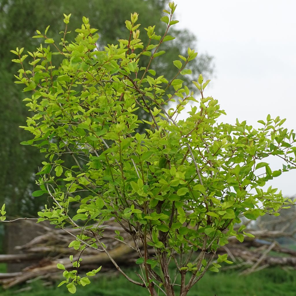 Symphorine - Symphoricarpos doorenbosii Amethyst