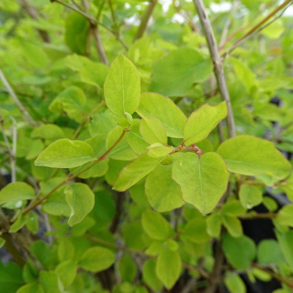 Symphorine - Symphoricarpos doorenbosii Amethyst