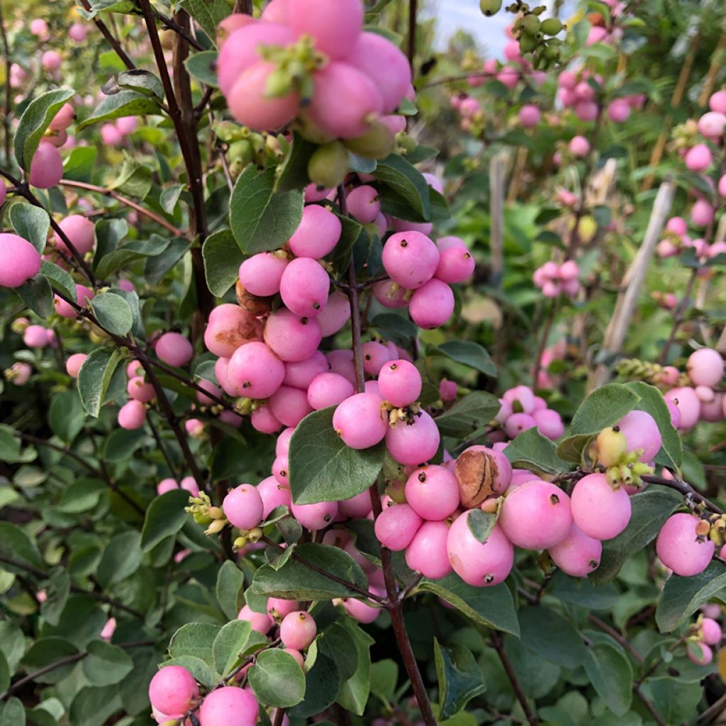 Symphorine - Symphoricarpos doorenbosii Amethyst