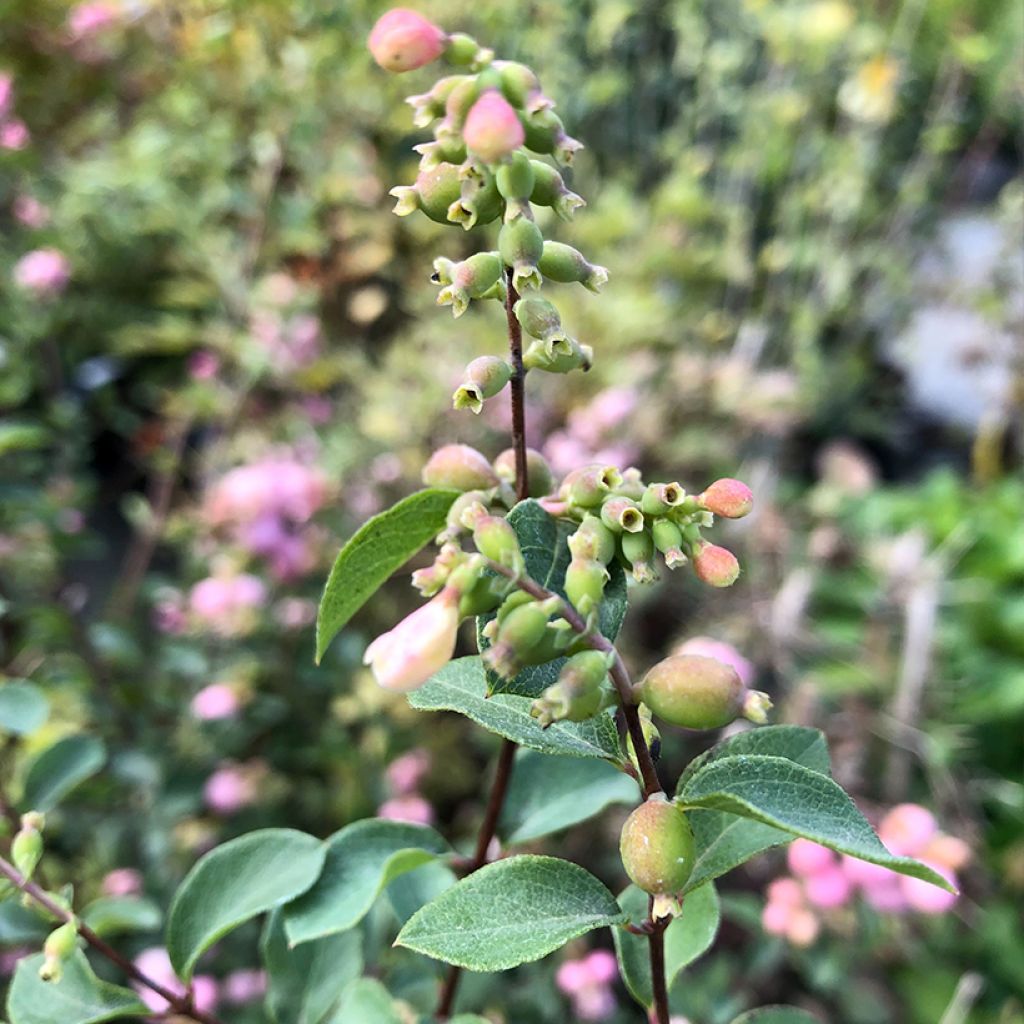 Symphorine - Symphoricarpos doorenbosii Amethyst