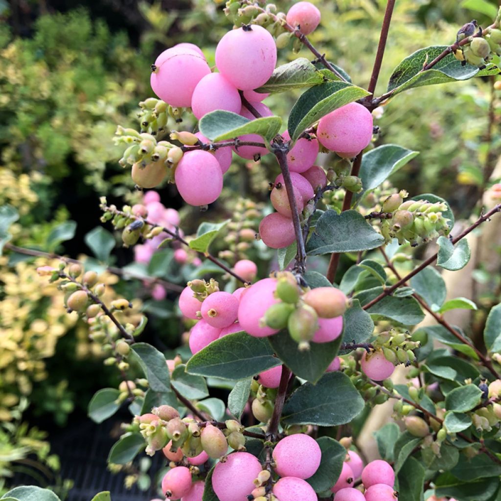 Symphorine - Symphoricarpos doorenbosii Amethyst