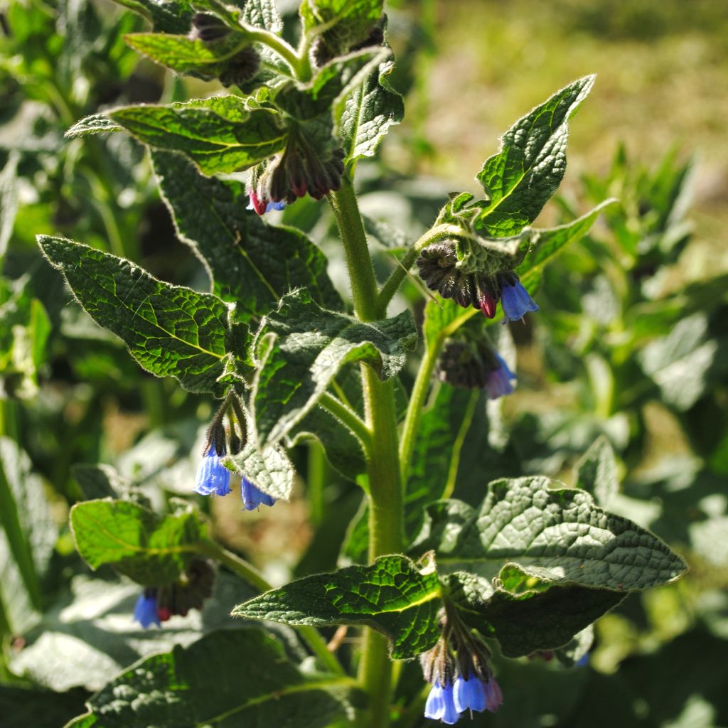 Symphytum azureum - Blauer Beinwell