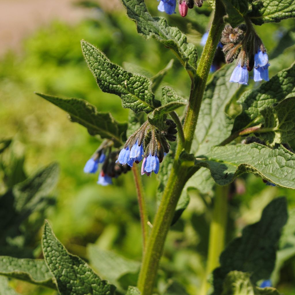 Symphytum azureum - Blauer Beinwell