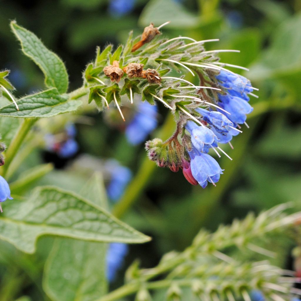 Symphytum azureum - Blauer Beinwell