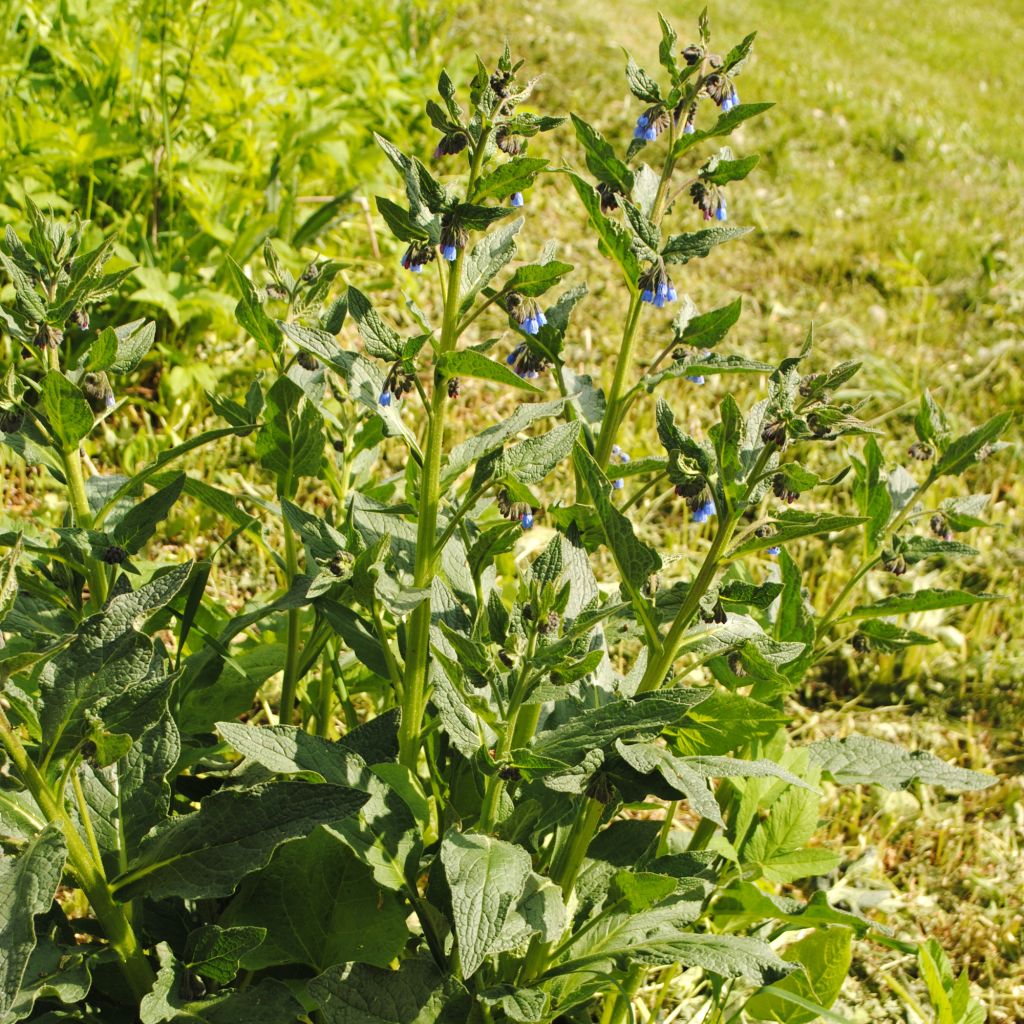 Symphytum azureum - Blauer Beinwell