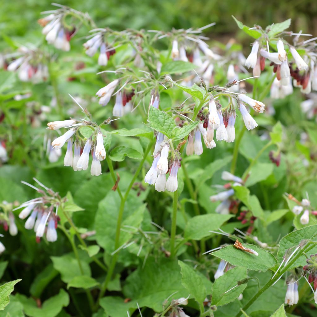 Symphytum grandiflorum Hidcote Blue - Kleiner Kaukasus Beinwell