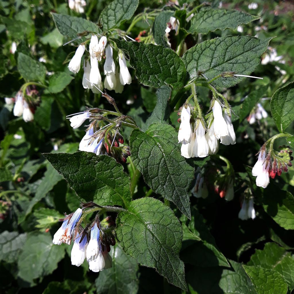 Symphytum grandiflorum Hidcote Blue - Kleiner Kaukasus Beinwell