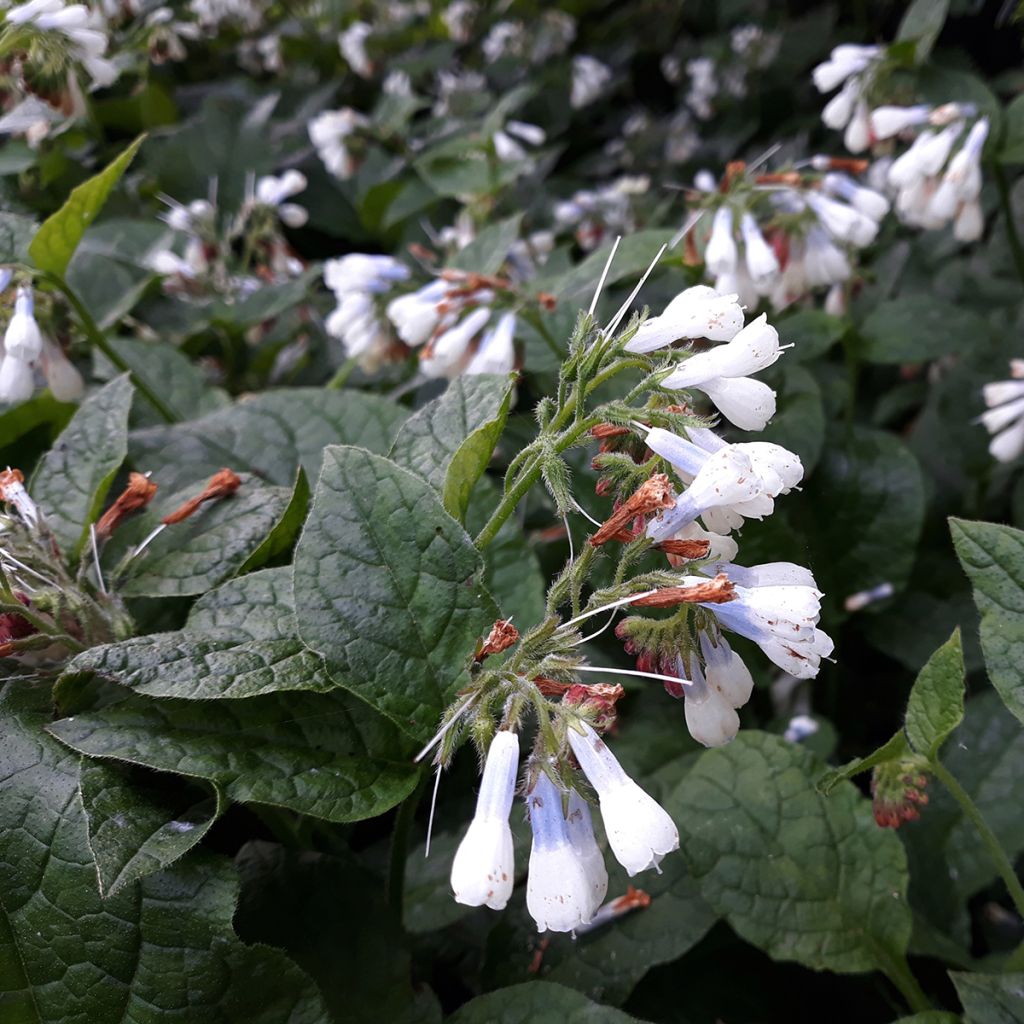 Symphytum grandiflorum Hidcote Blue - Kleiner Kaukasus Beinwell