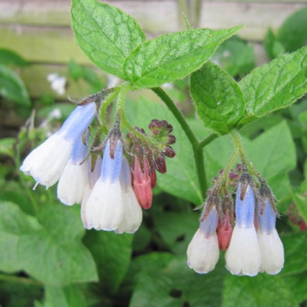 Symphytum grandiflorum Hidcote Blue - Kleiner Kaukasus Beinwell