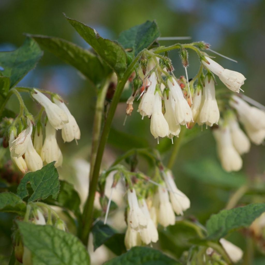 Kleiner Kaukasus-Beinwell - Symphytum grandiflorum