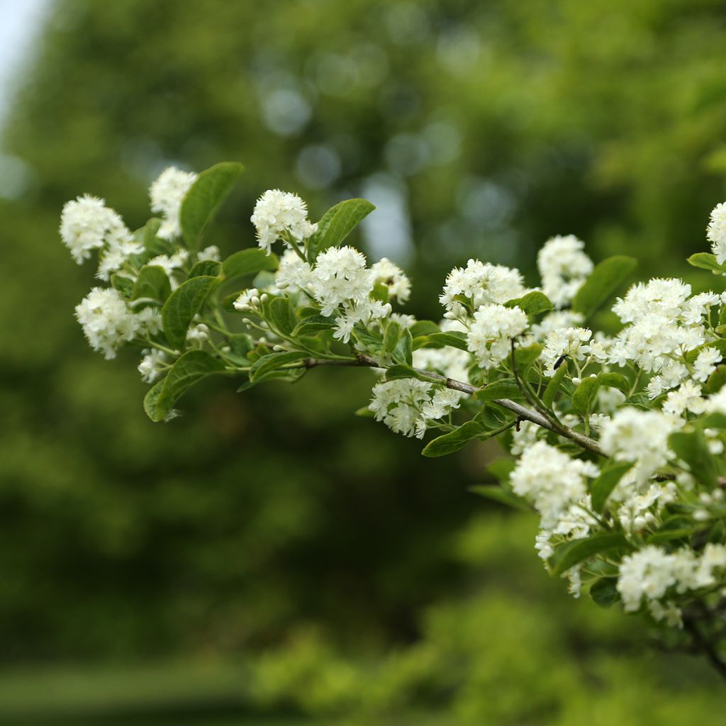 Symplocos paniculata - Rechenblume