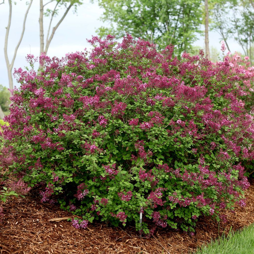 Lilas Bloomerang Dark Purple - Syringa nain hybride remontant