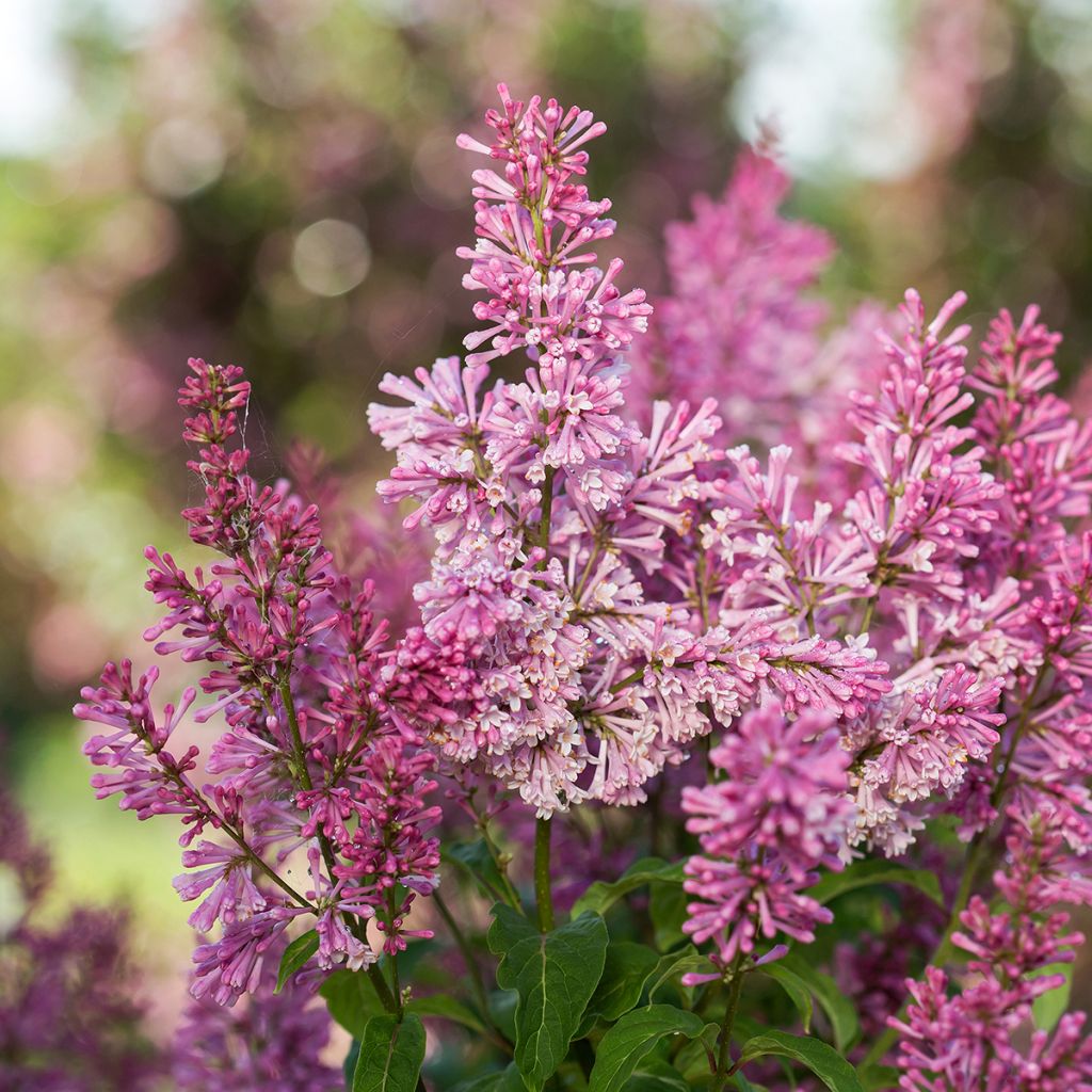 Zwerg-Duftflieder Pinktini™ - Syringa x prestoniae