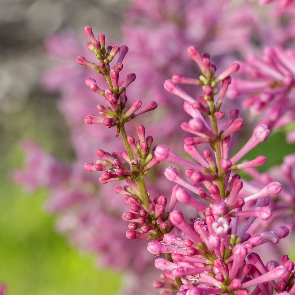 Zwerg-Duftflieder Pinktini™ - Syringa x prestoniae