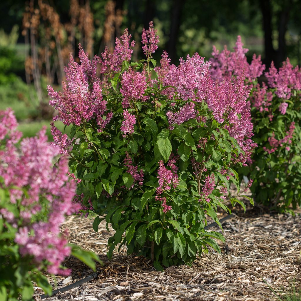 Zwerg-Duftflieder Pinktini™ - Syringa x prestoniae