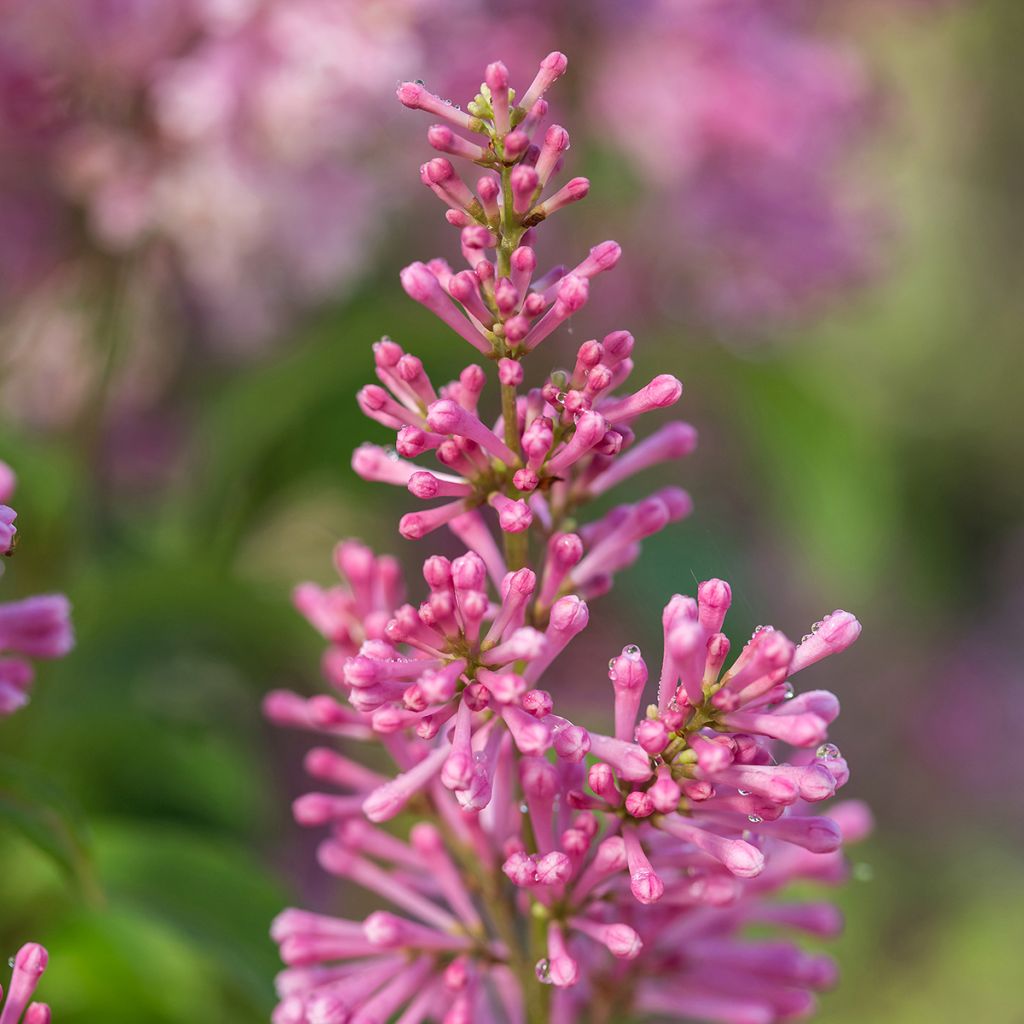 Zwerg-Duftflieder Pinktini™ - Syringa x prestoniae