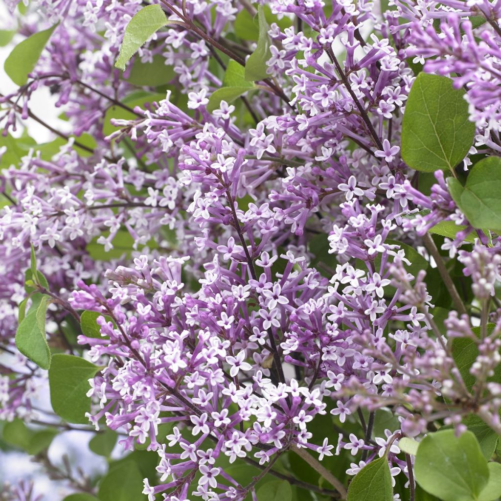 Zwerg-Duftflieder Flowerfesta Purple - Syringa meyeri