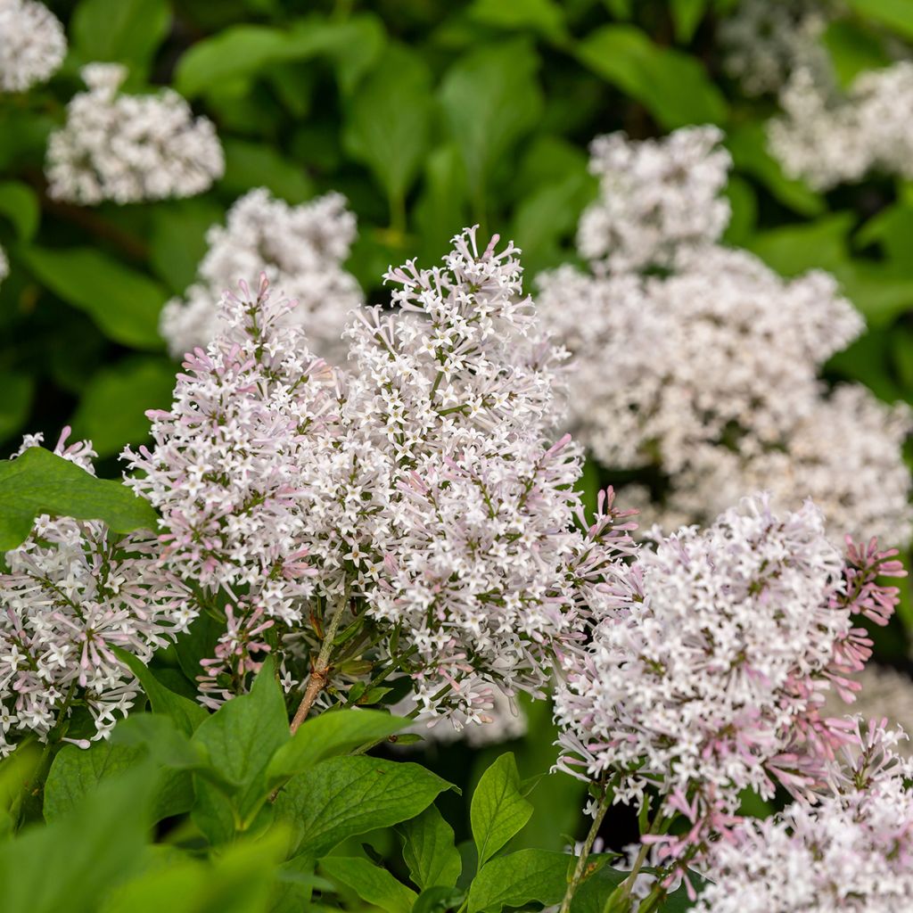 Zwerg-Duftflieder Little Lady™ - Syringa x hybrida