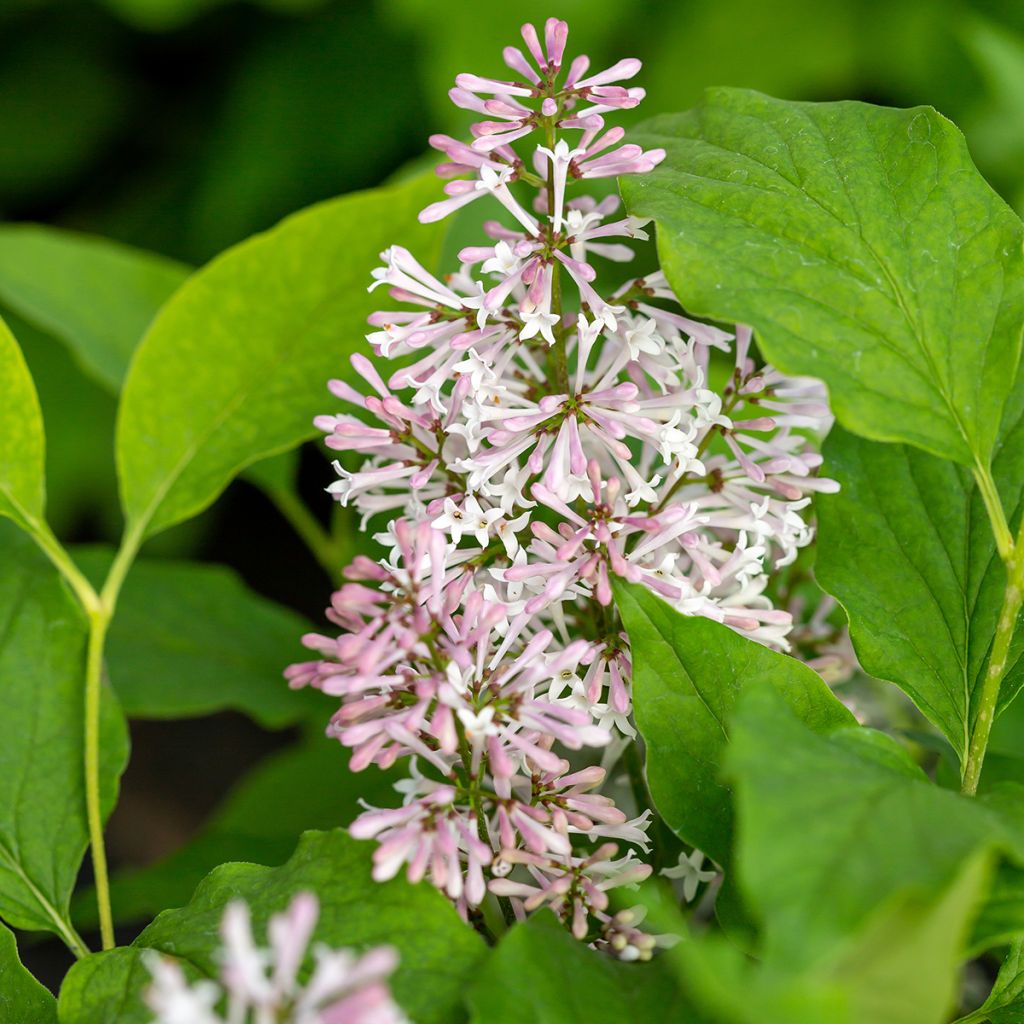 Zwerg-Duftflieder Little Lady™ - Syringa x hybrida