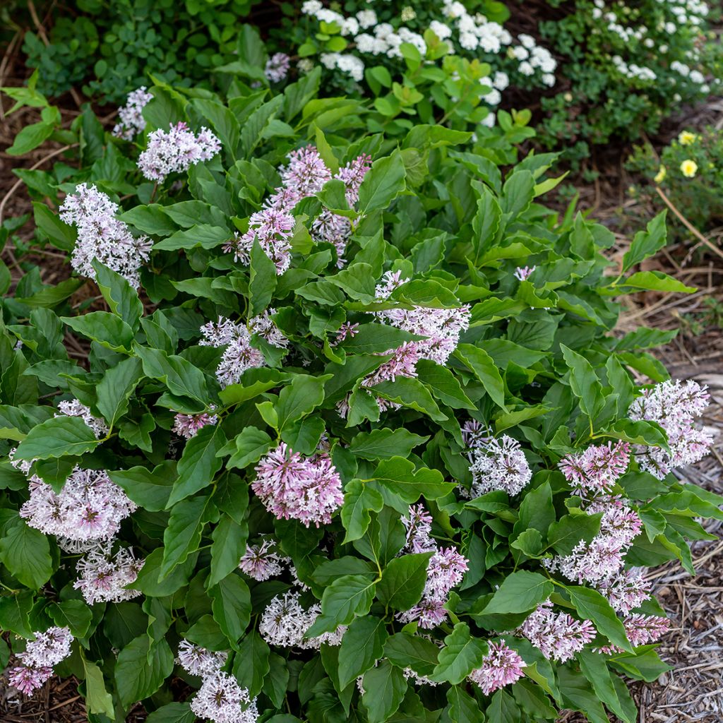 Zwerg-Duftflieder Little Lady™ - Syringa x hybrida