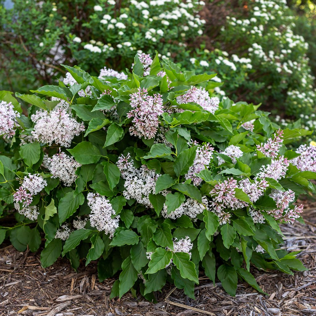 Zwerg-Duftflieder Little Lady™ - Syringa x hybrida