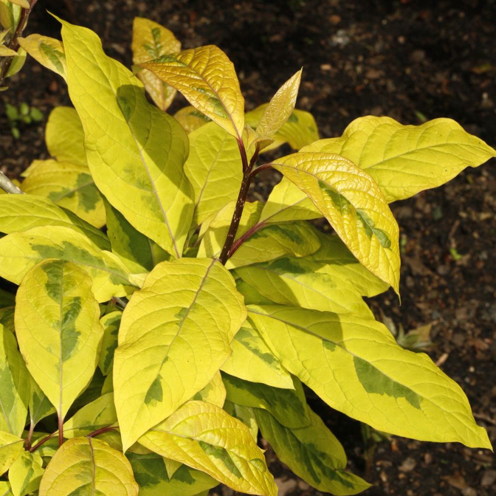 Himalaya-Flieder aureovariegata - Syringa emodi