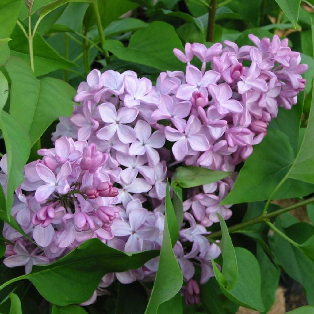 Syringa (x) hyacinthiflora Esther Staley - Flieder