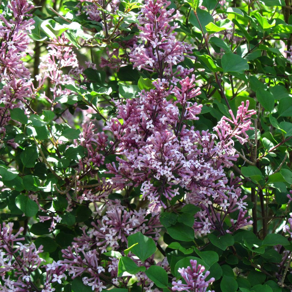 Zwerg-Duftflieder Palibin - Syringa meyeri