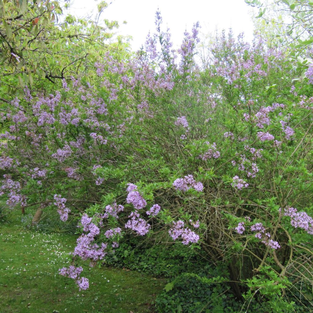 Lilas de Perse - Syringa persica Laciniata