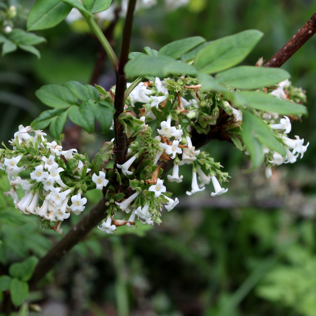 Lilas à feuilles pennées - Syringa pinnatifolia