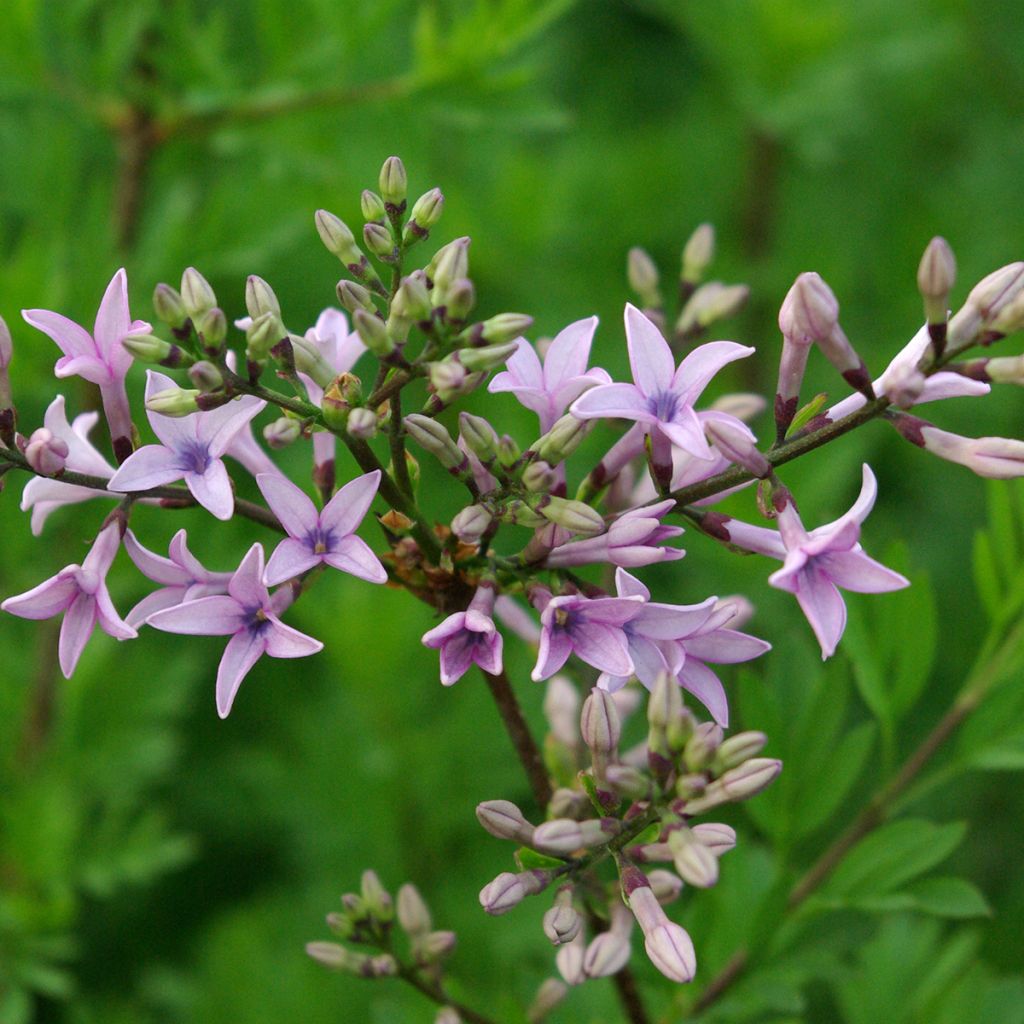 Afghanischer Flieder Kabul - Syringa protolaciniata