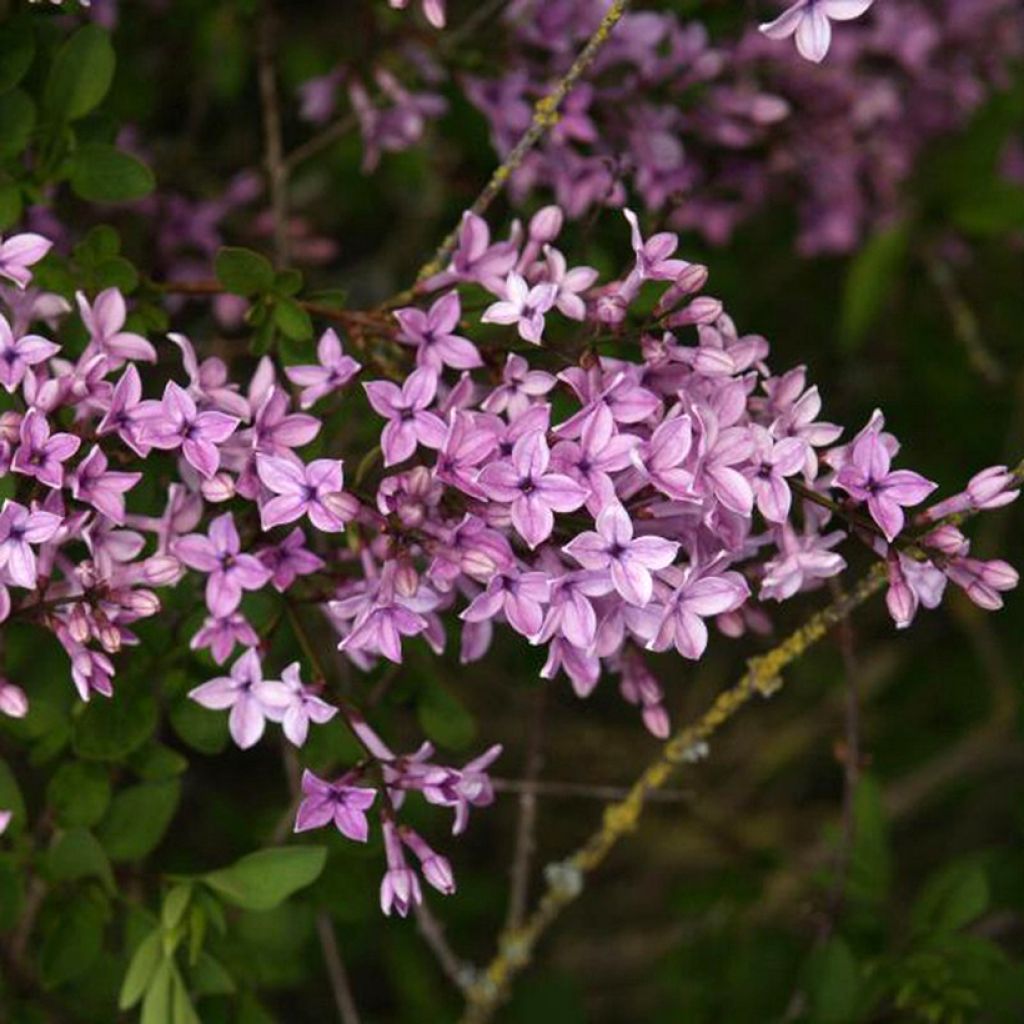 Afghanischer Flieder Kabul - Syringa protolaciniata