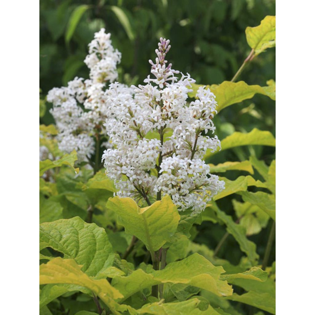 Zottiger Flieder Aurea - Syringa villosa