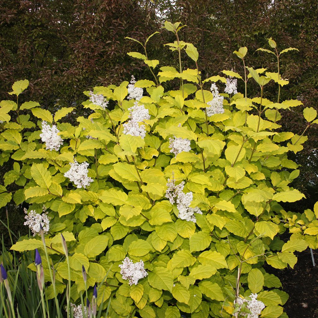 Lilas - Syringa villosa Aurea