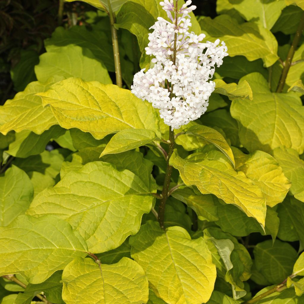 Zottiger Flieder Aurea - Syringa villosa