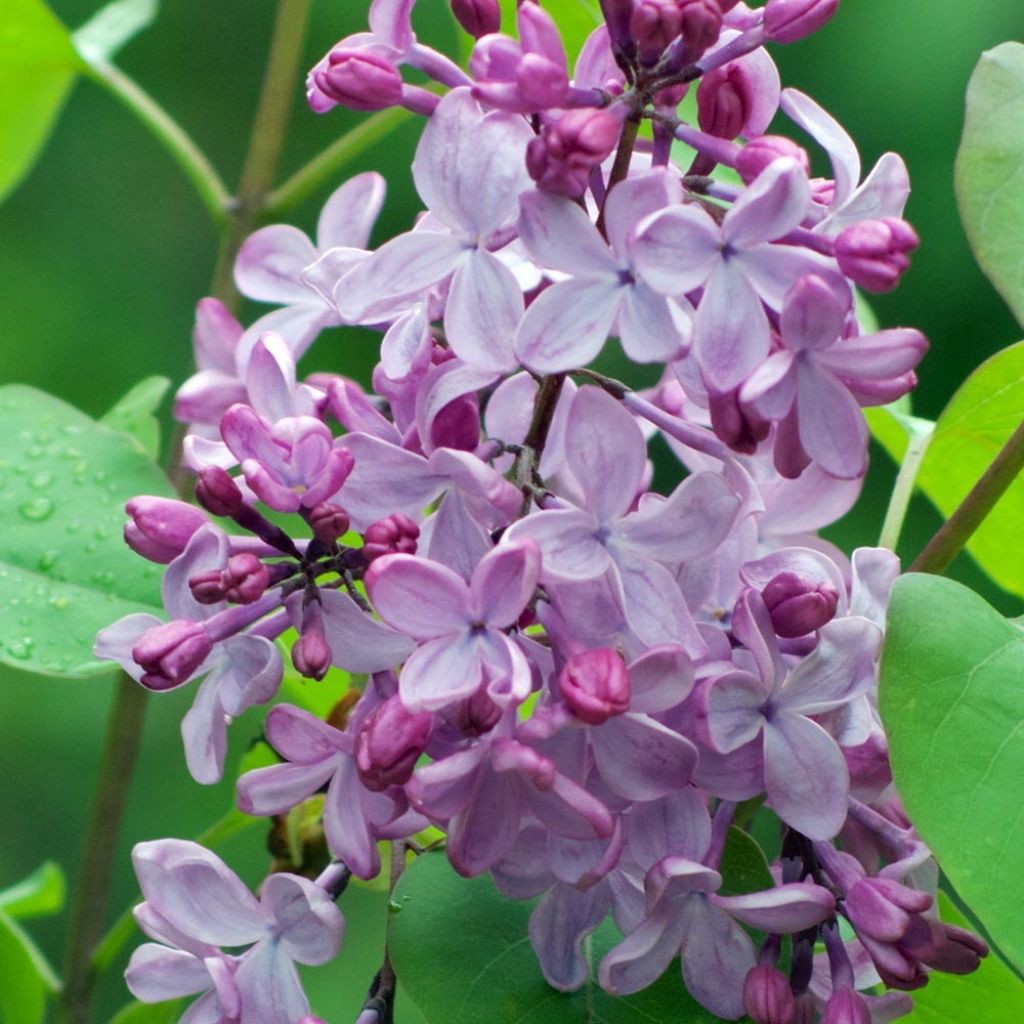 Edelflieder - Syringa vulgaris