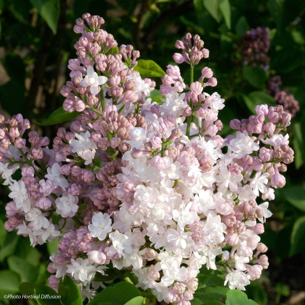 Lilas - Syringa vulgaris Belle de Moscou