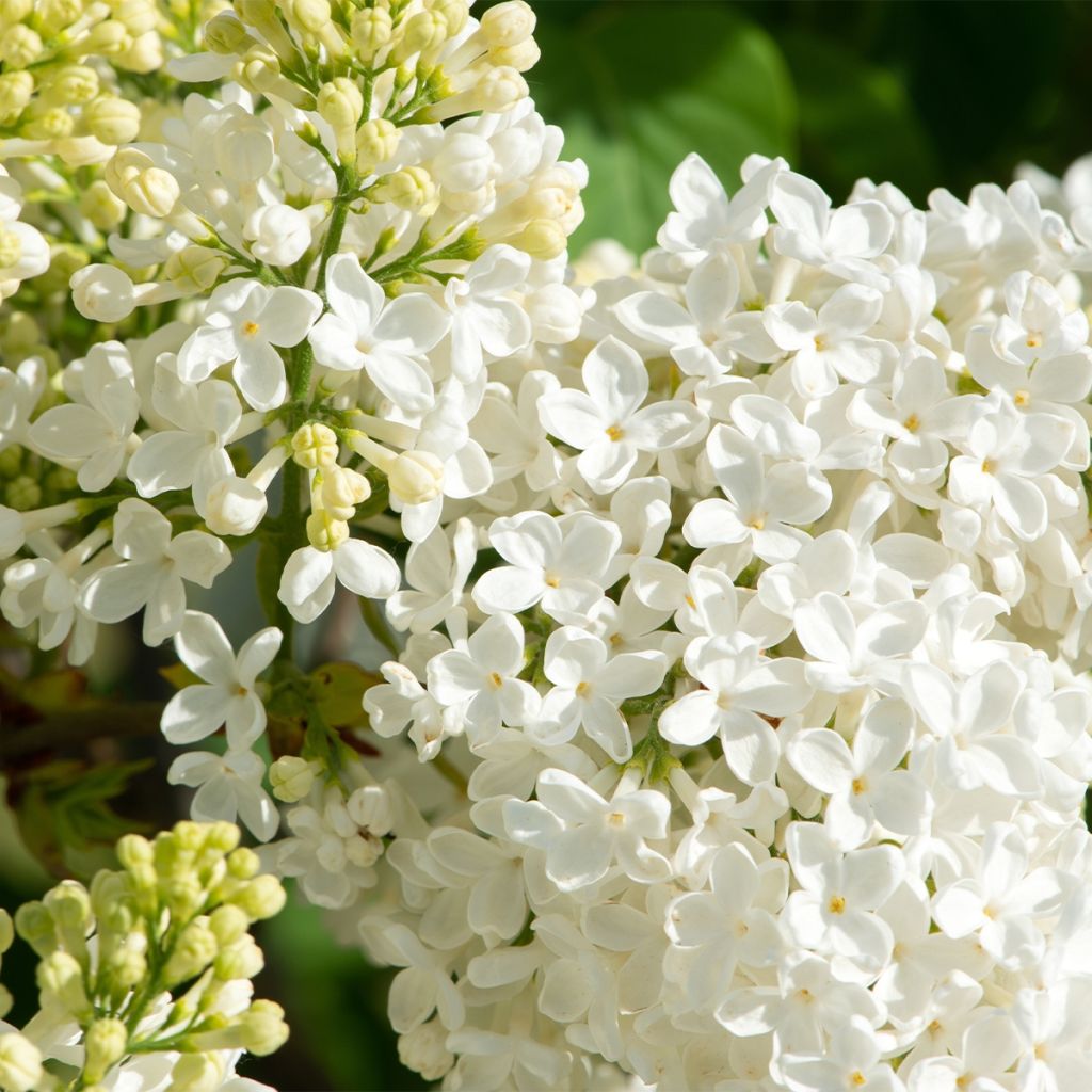 Lilas commun - Syringa vulgaris Comtesse D'harcourt