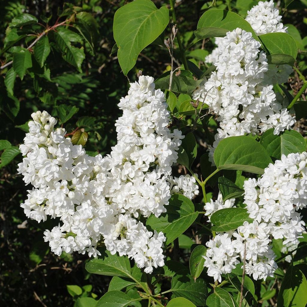 Edelflieder Jeanne d'Arc - Syringa vulgaris