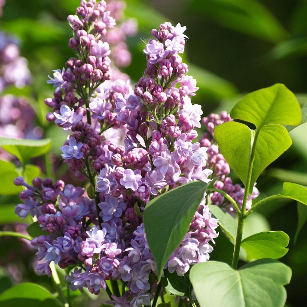 Edelflieder Michel Buchner - Syringa vulgaris