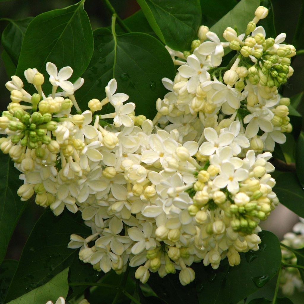 Edelflieder Primrose - Syringa vulgaris