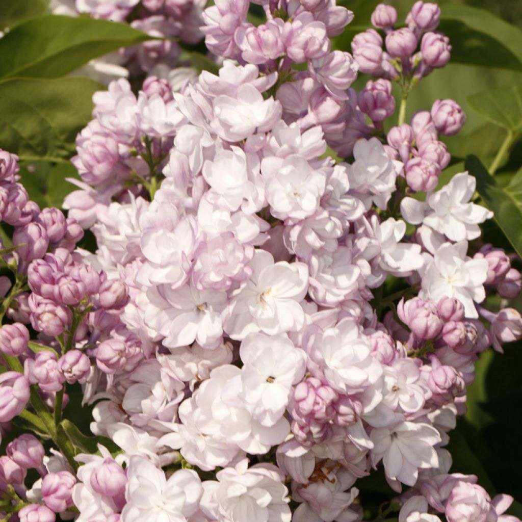 Edelflieder Rose de Moscou® - Syringa vulgaris